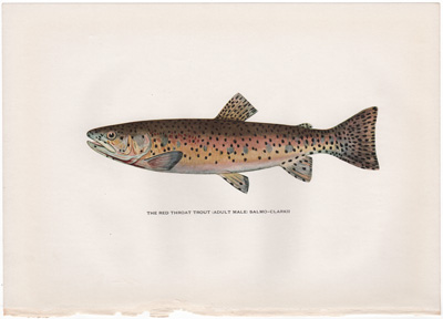 THE RED THROAT TROUT (ADULT MALE)